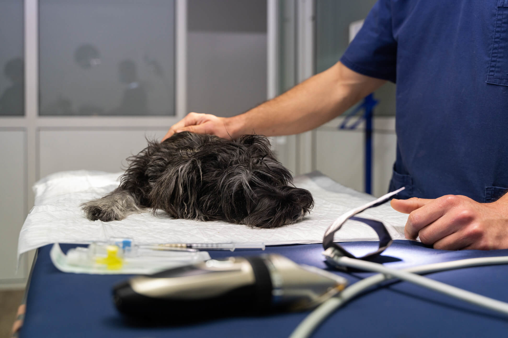 Ultimate Guide to Pet Foreign Body Emergencies